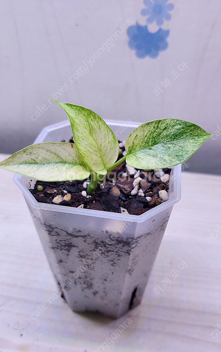 풀민트 히메, 화이트민트 히메, 무늬 히메, 핑크미칸, 마야리 바리에가타 등 여러 희귀식물 분양해요--9